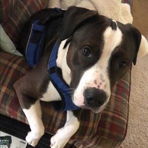 Meet your Posher, Cody